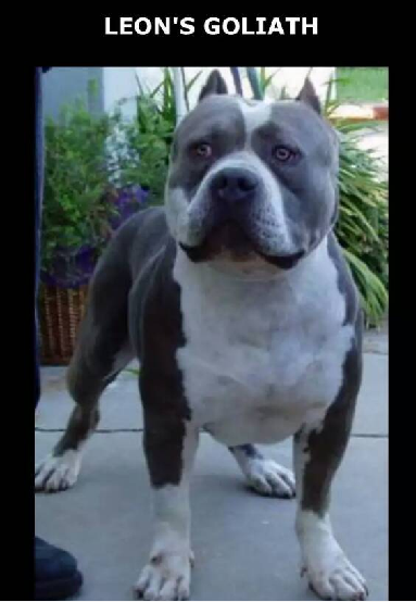 GOLIATH