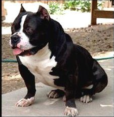 LUGO KING SPADE