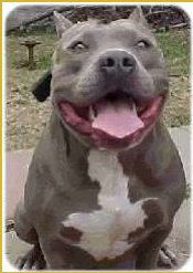 BLUE RHINO