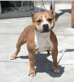 RAZORS EDGE ROXY OF SUAREZ