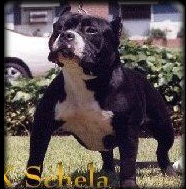 SCHELA