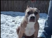 BLUE TAJAH
