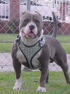 DILLENGER