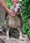 Sheba