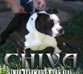 Chiva